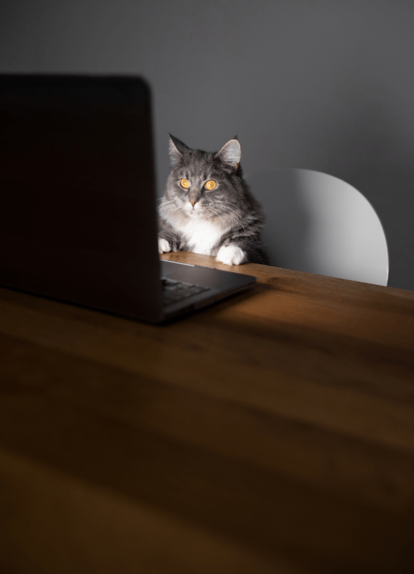 Voorpagina Kattenpraktijk (3)